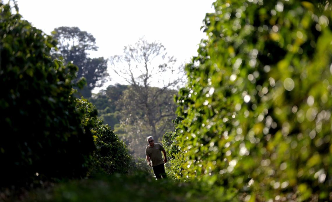 Brasil registra récord de ingresos por las exportaciones de café hasta julio