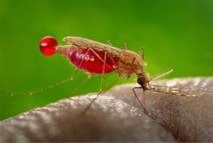 Casos de dengue y malaria en el país presentan un aumento preocupante