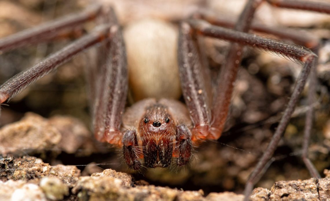 Salud Pública informa no tiene registros de casos por mordedura de araña marrón