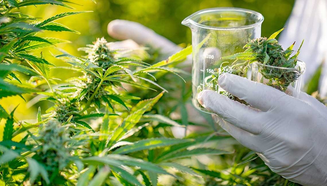 Cannabis medicinal: una industria que florece en Uruguay
