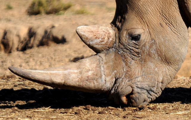 Caza de rinocerontes por sus cuernos disminuye; especie sigue en peligro