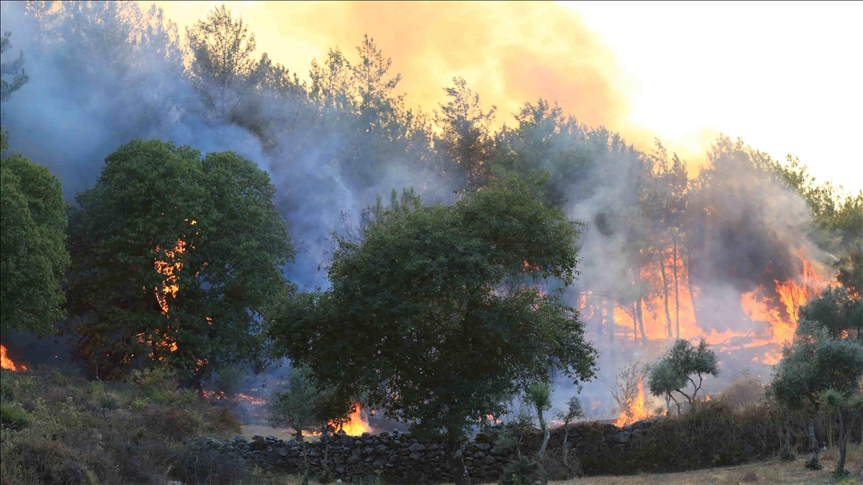 Aumentan a 37 los muertos por incendios forestales de Argelia
