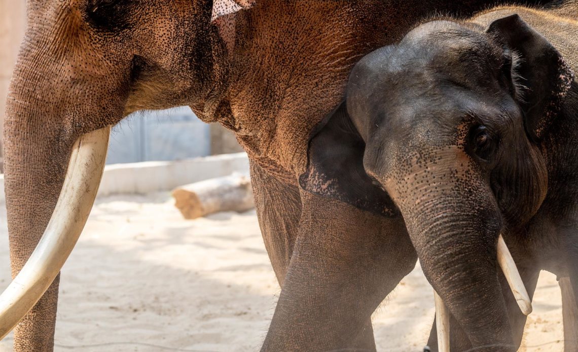 Manada de 65 elefantes deambula una semana tras salirse de la selva en Tailandia