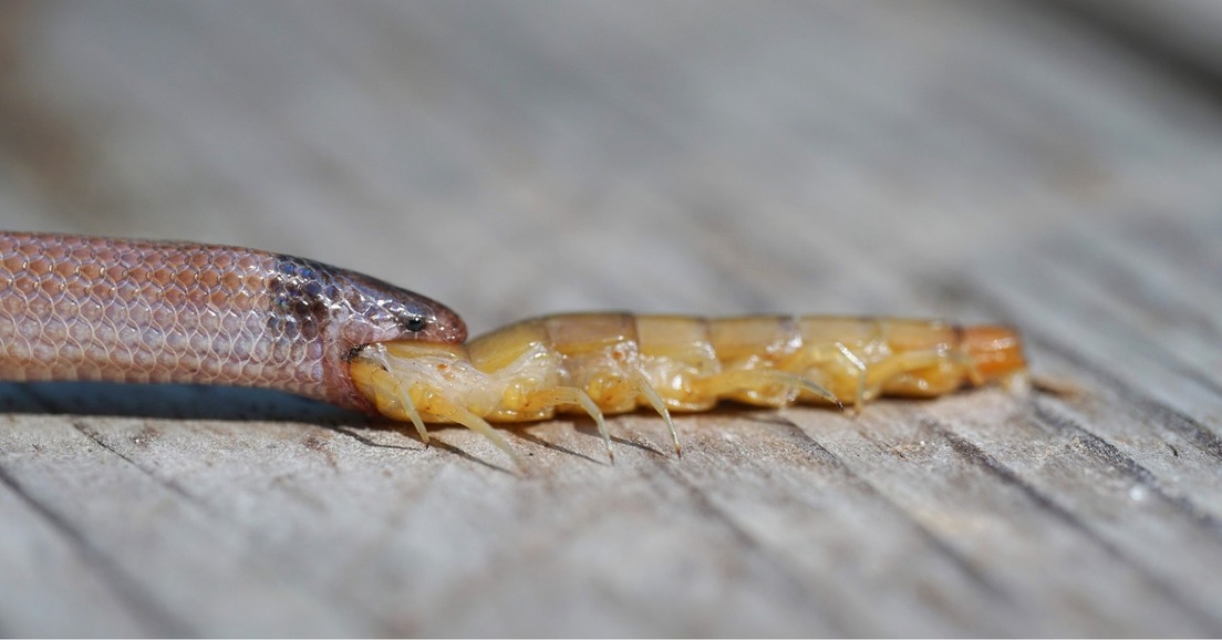 Descubren serpiente norteamericana murió al tragantarse con un ciempiés