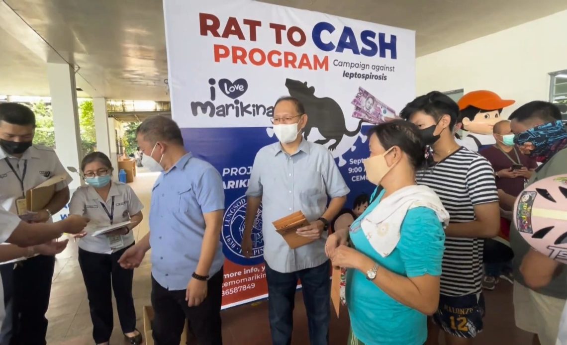 Cazar ratas por tres euros: así frenan la leptospirosis en Filipinas