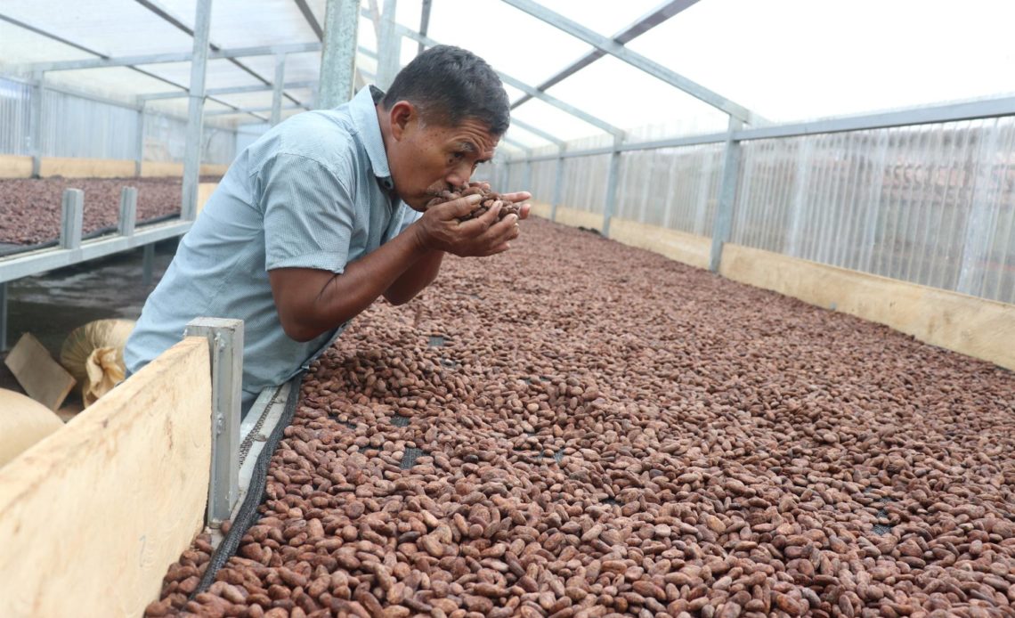 Guatemala implementa medidas para mejorar producción del cacao