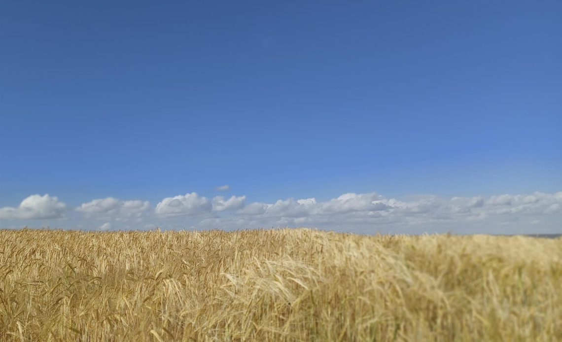 Mercado de cereal se tensa en España, primer receptor del grano ucraniano