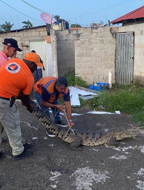 Mandan a tener precaución en río Anamuya, en Higüey, hasta investiguen procedencia de cocodrilo capturado