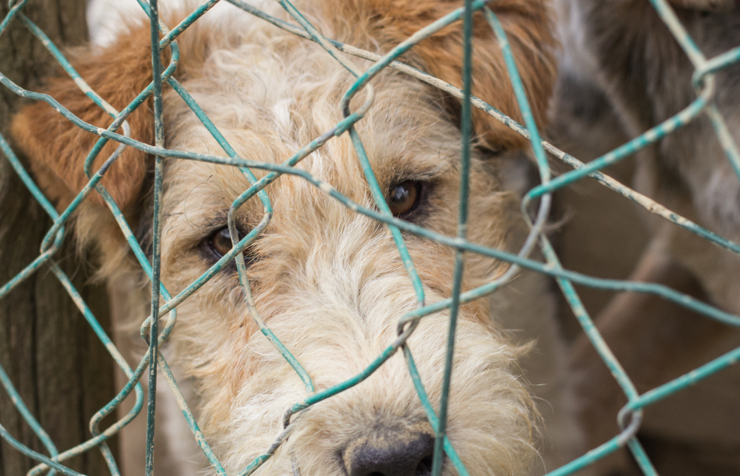 Buscan perseguir y castigar el ejercicio ilegal de la medicina veterinaria en el país