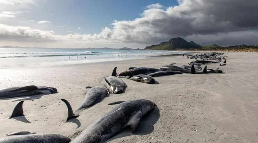 Marea roja, principal sospechosa por las 30 ballenas muertas en Argentina