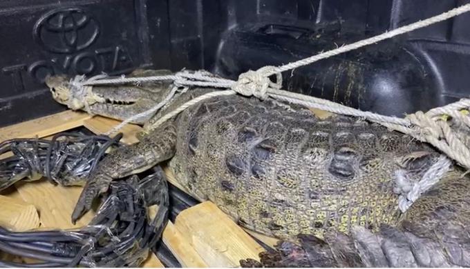 Autoridades rescatan cocodrilo en el río Anamuya en Higüey