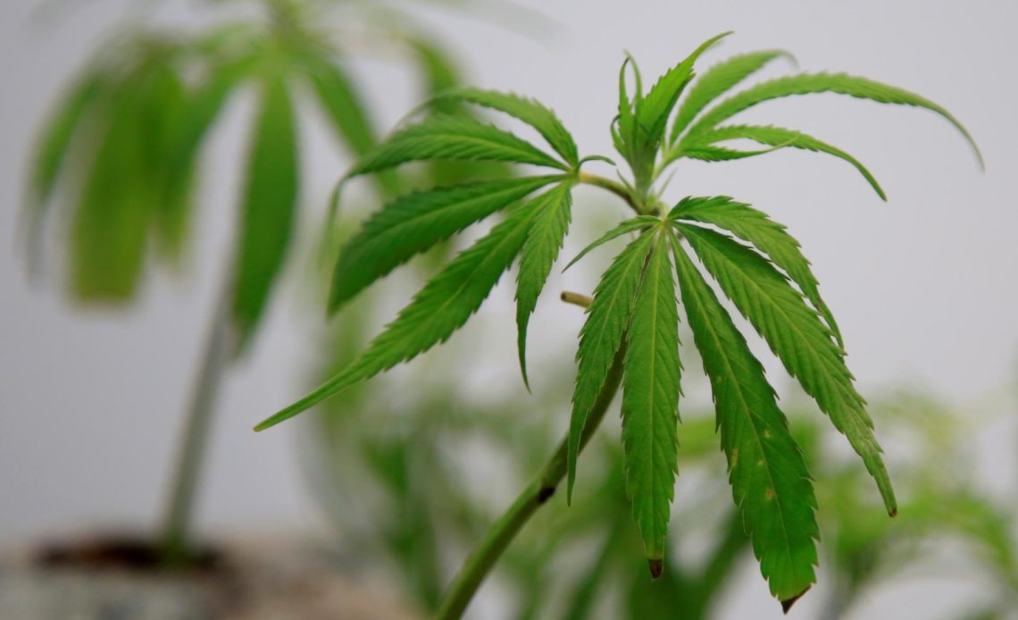 Productores colombianos urgen la regulación para uso del cannabis en adultos
