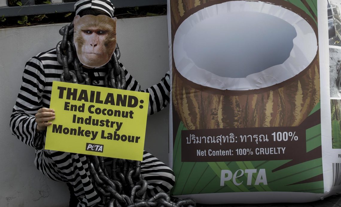 Peta denuncia que los monos son explotados para recolectar cocos en Tailandia
