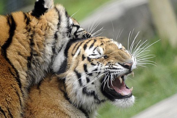 Nepal logra aumentar la población de tigres.