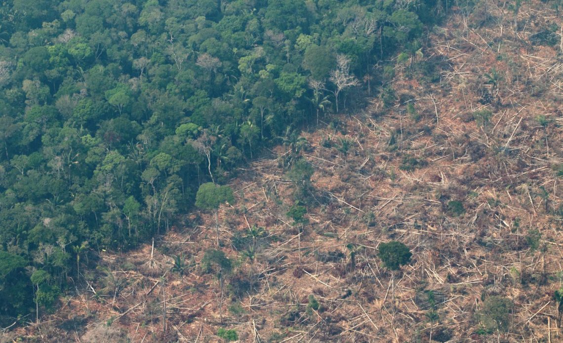 Plantarán más de 10.000 árboles en la Amazonía de Brasil en la lucha climática