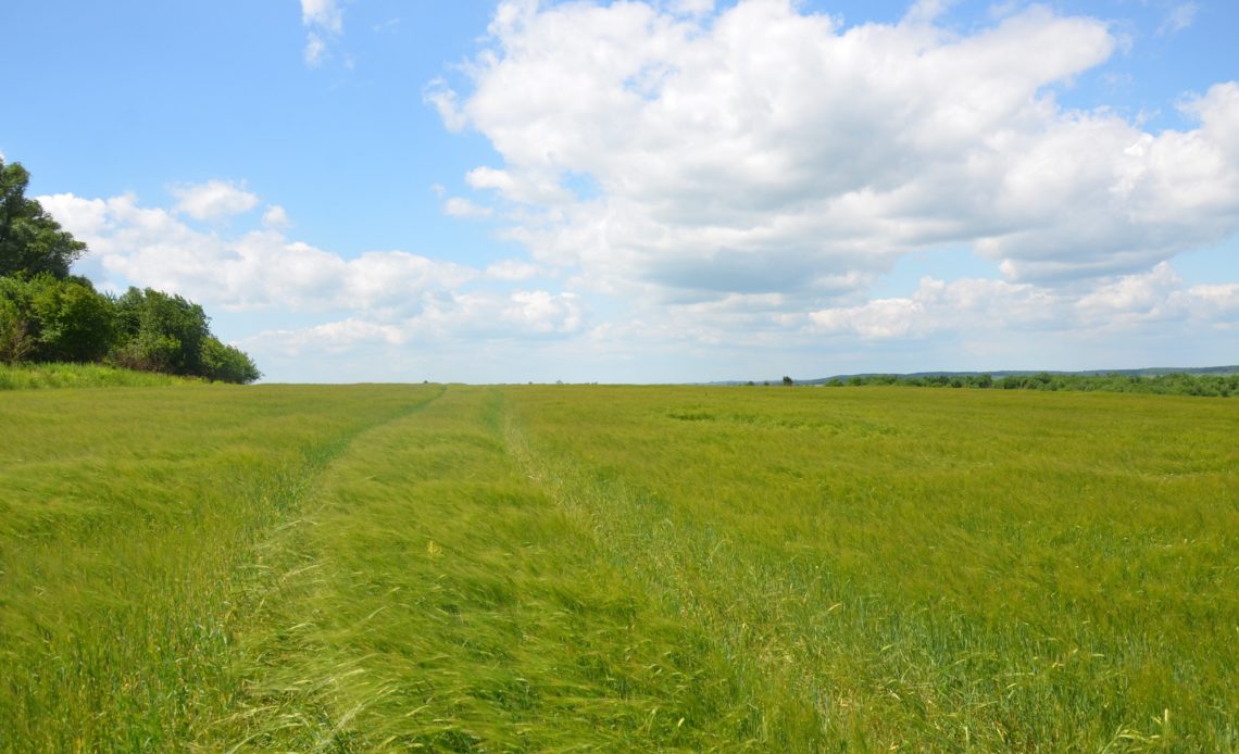 FAO y UE se unen para garantizar las cadenas de valor agrícolas en Ucrania