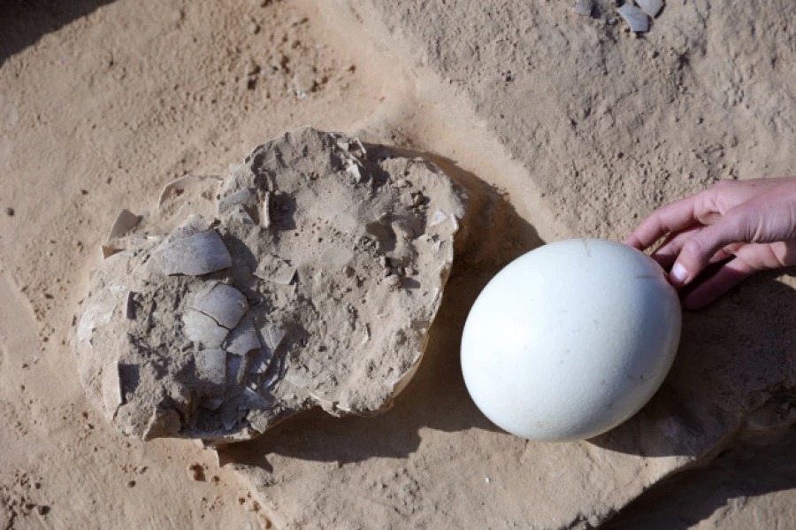 Hallan huevos de avestruz de hace más de 4.000 años en el desierto de Israel
