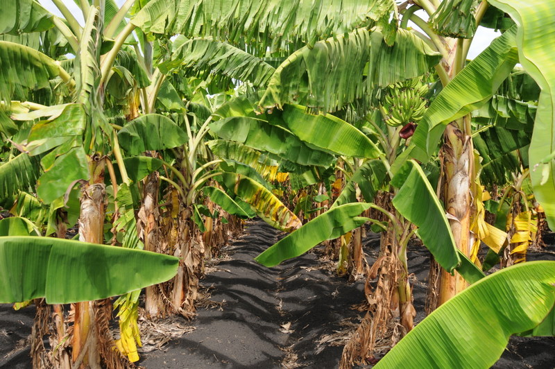 Agricultura refuerza medidas contra hongo que ataca plantaciones de banano