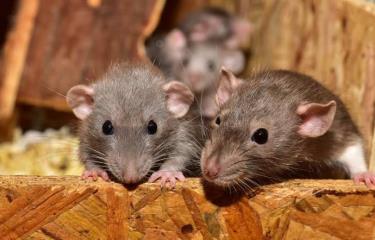 Anticonceptivo masculino tiene resultados prometedores en ratones