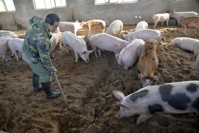 China lucha de nuevo contra la peste porcina que mató a millones de cerdos