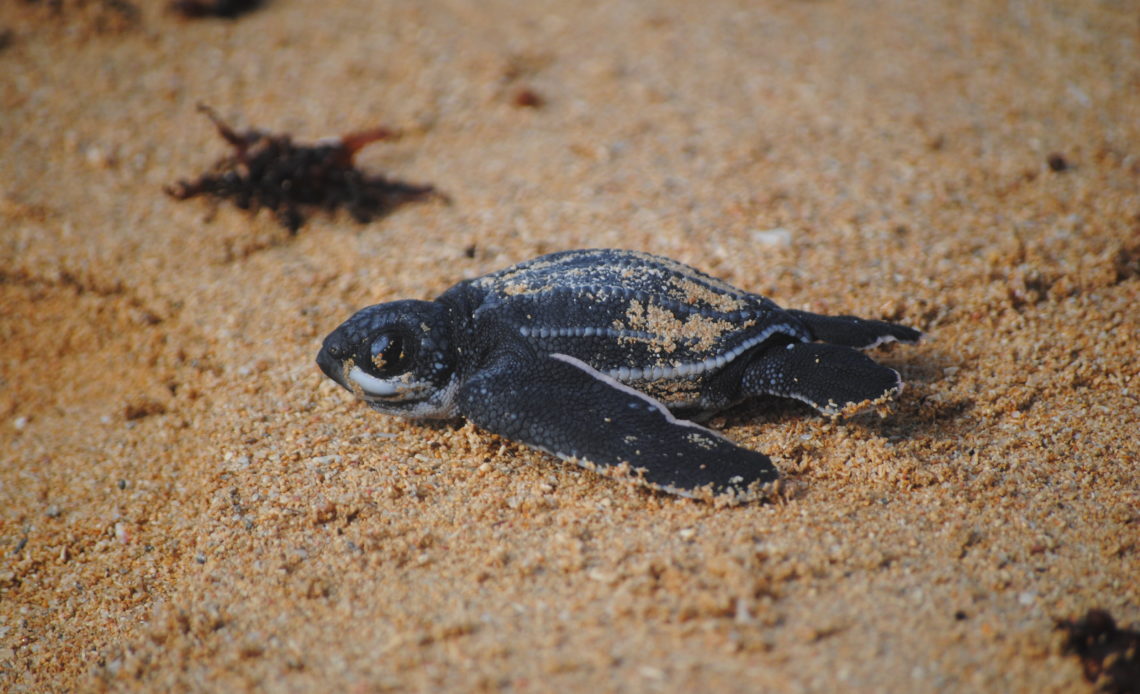 Medio Ambiente lanza en Miches temporada de tortugas tinglar para promover su conservación