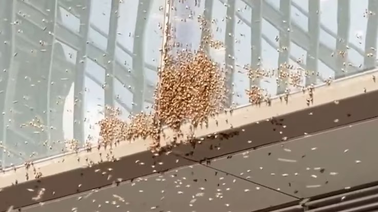 Video: Enjambre de abejas invaden el Times Square en NY