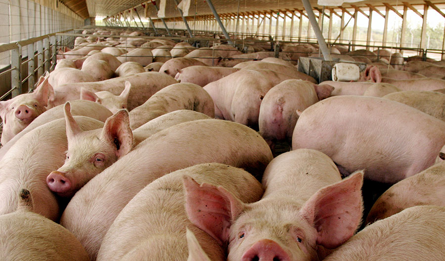 Ministro de Agricultura reitera que la peste porcina está controlada en el país