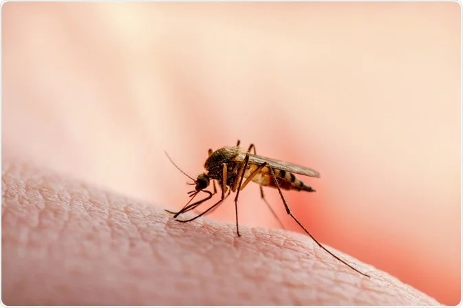 Salud Pública, dengue