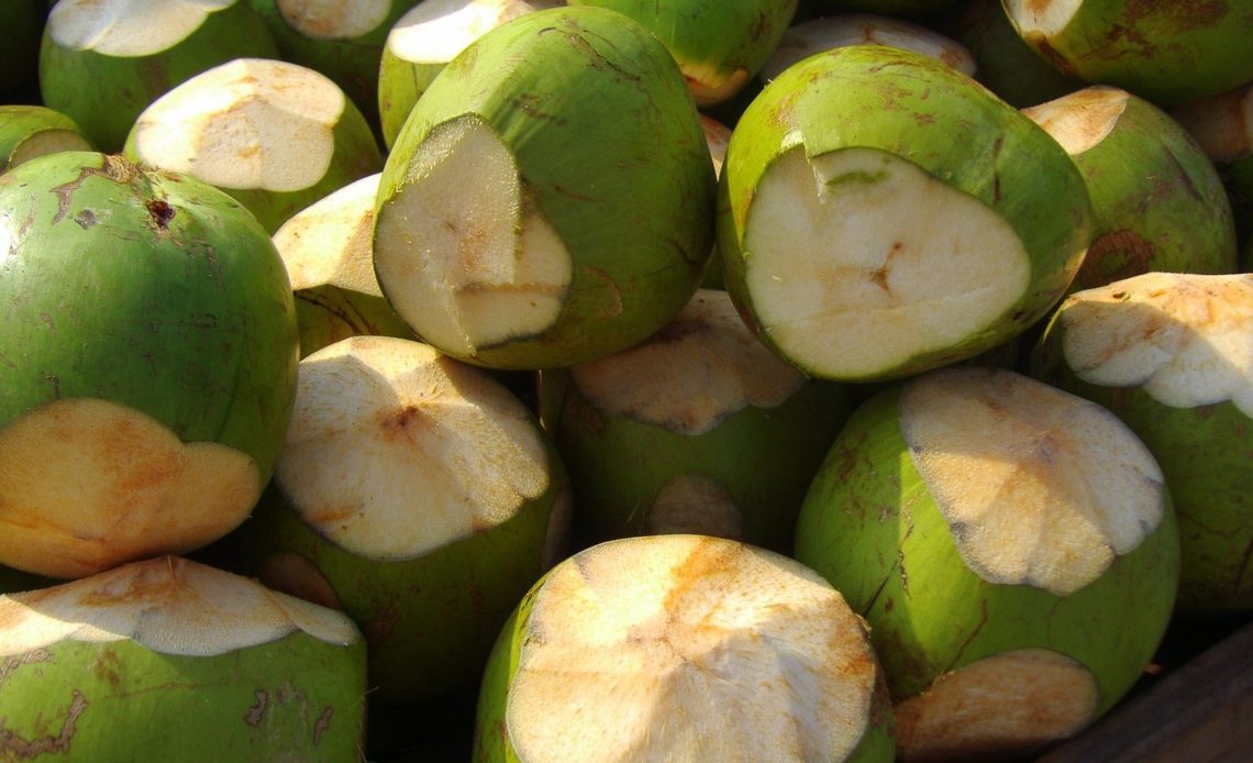 RD exportará por primera vez cocos verdes a EE.UU.