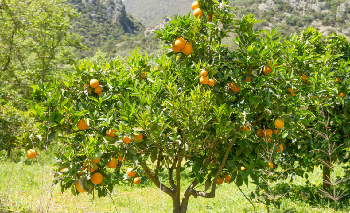 plantaciones de naranja