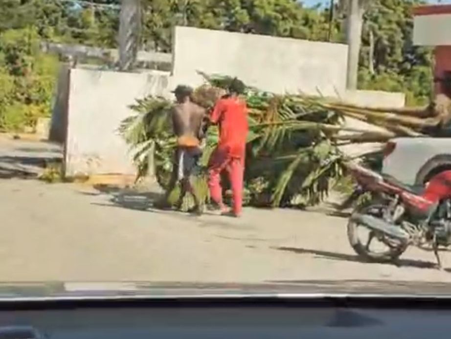 Ciudadanos denuncian supuesto robo de plantas por parte del ayuntamiento en La Romana