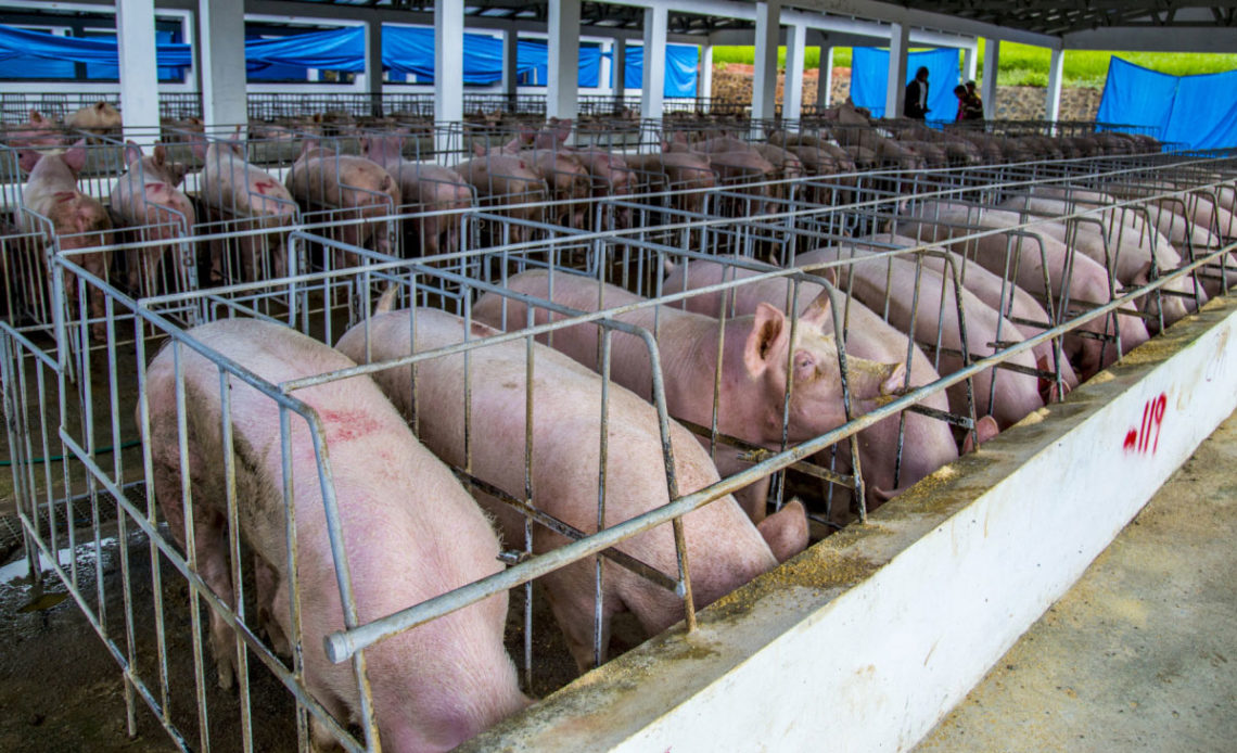 Abinader prioriza regulación y bioseguridad de granjas porcinas como asunto de alto interés nacional