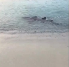 ¡Increíble! Tiburón se percibe a la orilla de la playa Cabo Rojo