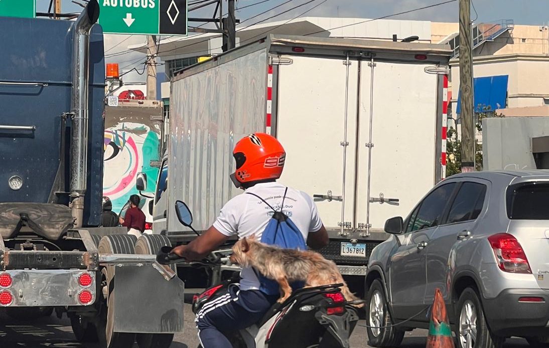 Hombre transita con perro a bordo en una motocicleta sin placa