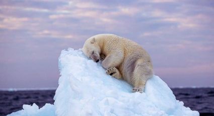 La imagen de un oso polar sobre una cama de iceberg, la foto más destacada en la naturaleza
