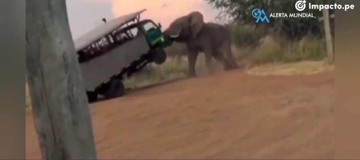 Elefante ataca camión de turistas en Sudáfrica