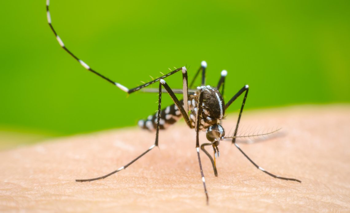Mosquito que transmite el dengue