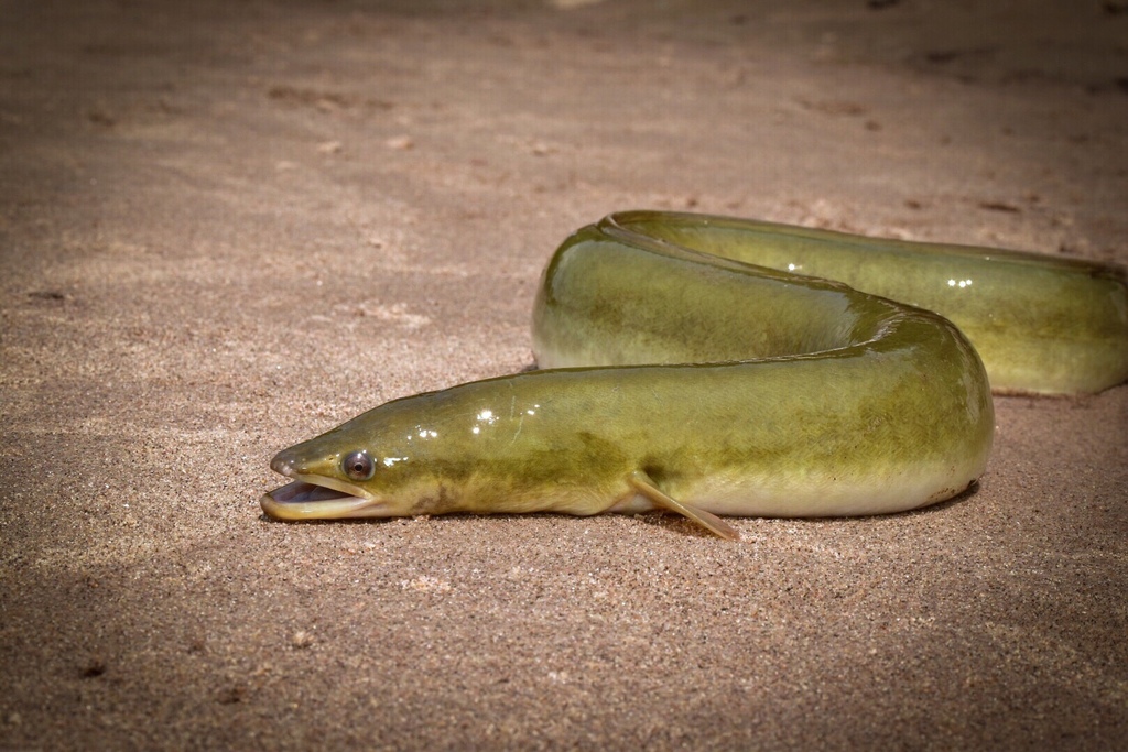 anguilas americanas