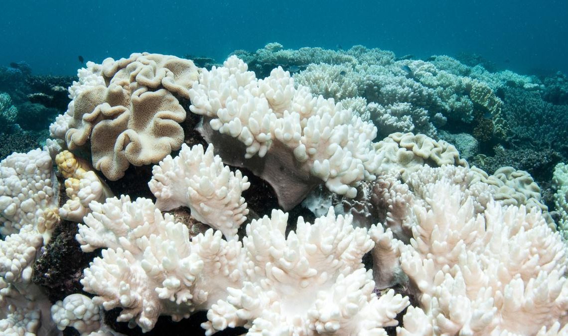 Blanqueo de corales