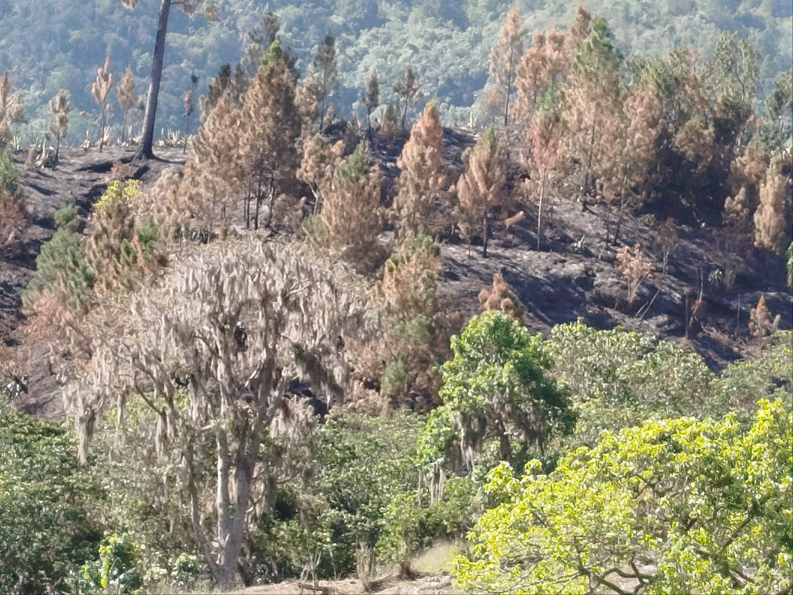 Ambientalistas y agricultores denuncian fuego forestal en Hondo Valle, Elías Piña