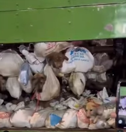 Detienen en Indonesia camión con centena de perros supuestamente para consumo humano
