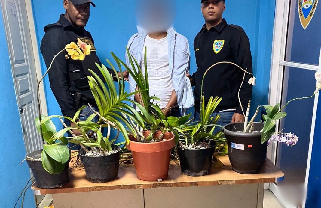 Capturan a "Ladrón de Las Orquídeas", acusado de robar plantas para venderlas a bajo precio