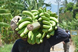 El Gobierno a través del Inespre compró 13 millones 793 mil unidades de guineos verdes a miembros de la Asociación Dominicana de Productores de Banano