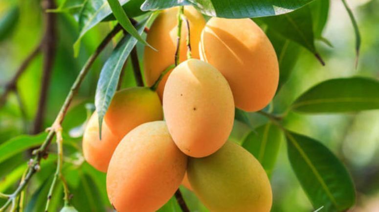 Mango banilejo