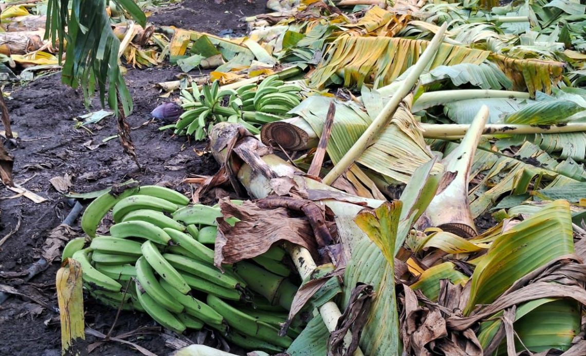 Agricultura auxilia productores de plátanos afectados por los fenómenos atmosféricos de los últimos días