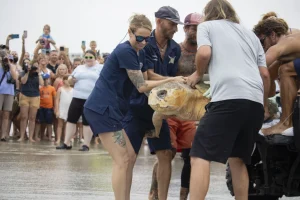Tortuga boba de 375 libras regresa al océano Atlántico tras 3 meses de rehabilitación en Florida