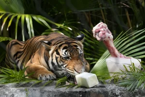 Golosinas heladas, duchas frías y mucho hielo; menú  en el zoológico de Florida para proteger a los animales del calor de verano