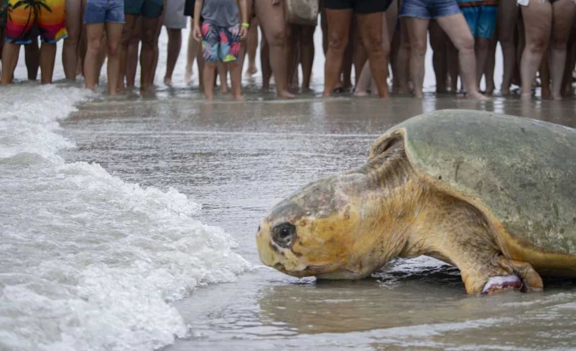 Tortuga boba de 375 libras regresa al océano Atlántico tras 3 meses de rehabilitación en Florida