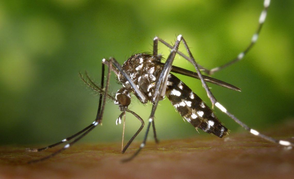 Dengue