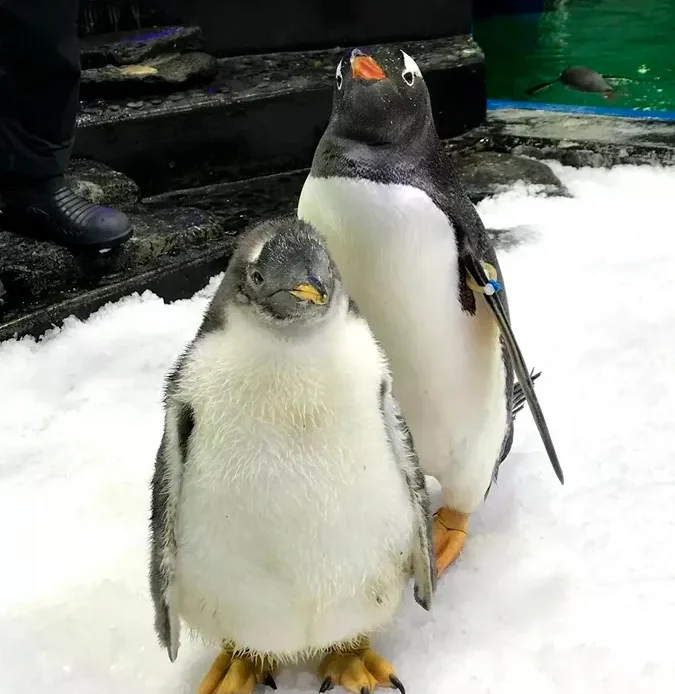 Fallece Sphen, el icónico pingüino que desafió estereotipos junto a su pareja Magic